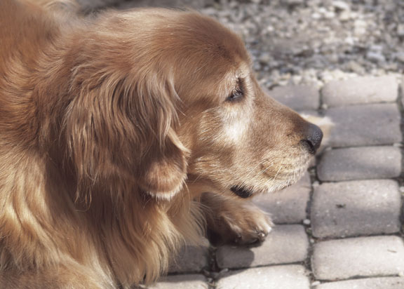 Golden Gable Boy