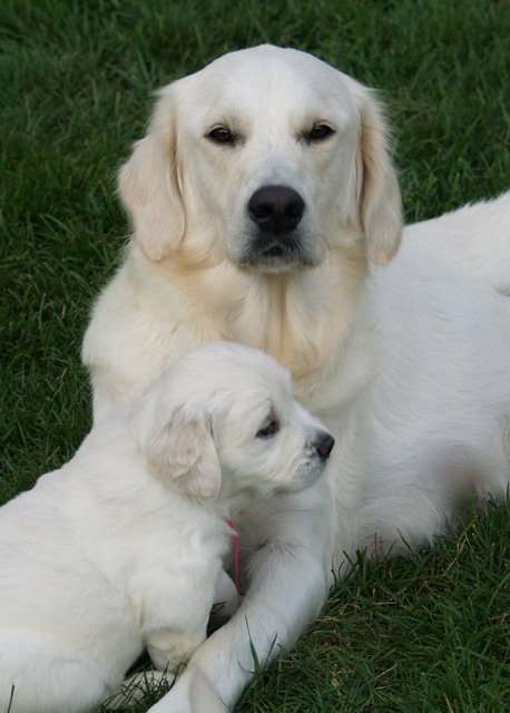 european golden retriever puppies heroes gold european creme golden retrievers european golden retriever puppies heroes gold european creme golden retrievers